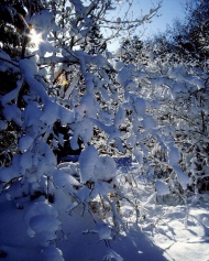 雪挂树梢图片