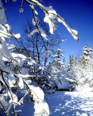 雪挂树梢图片
