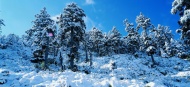 松柏雪景风光图片