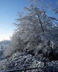 雪树银花图片