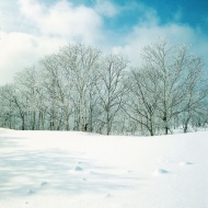 冬天雪地风光图片