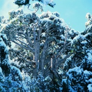 树木积雪风光图片