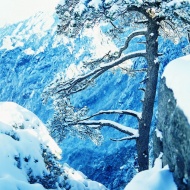 松柏雪景图片