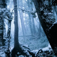 冬季树林风光图片