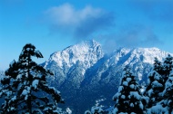 雪山松柏风景图片