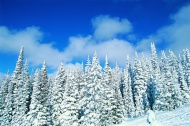 美丽雪景图片
