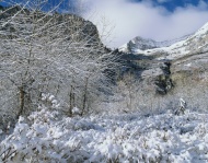 冬季雪风光图片