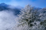 冬季美丽雪景图片