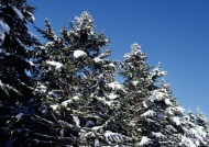 雪中树木风景图片