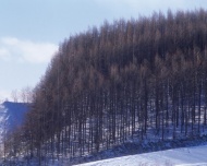 树林冬季雪景图片