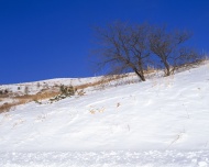 冬天雪的风景图片