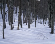 树林积雪图片