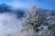 树上的雪风景图片