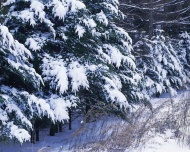 森林的雪风光图片