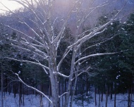冬天树木雪景图片