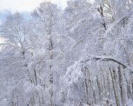 树林上的雪图片