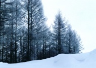 雪山树林风光图片
