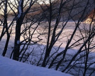 雪中树木风景图片