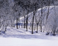 雪中树林风景图片