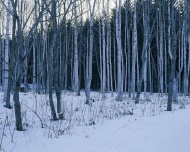 树林中雪景图片