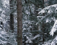 森林雪的风景图片
