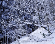树林美丽雪景图片