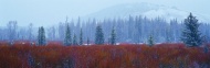 雪中的树林风光图片