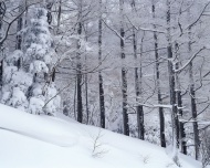 雪山树林风景图片