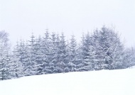 雪中树林景色图片