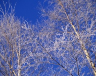 冬天雪中树木图片
