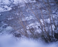 雪中的树木景色图片