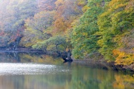 秋天江边树木图片