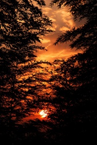 日落夕阳树林天空美景图片