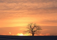 夕阳树木天空美景图片