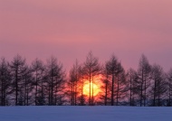 日落树林雪地天空美景图片