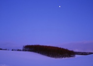 树林雪地夜景天空美景图片