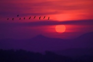 夕阳大雁飞天空美景图片