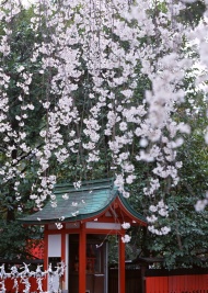 公园樱花风景旅游风光摄影图片