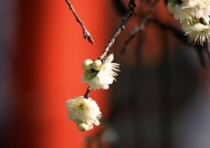 日本樱花旅游风光摄影图片