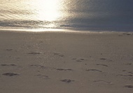 海滩脚印旅游风光摄影图片