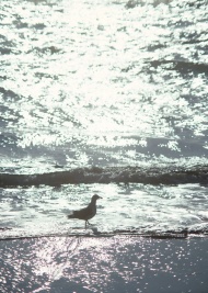 海滩漫步的小鸟旅游风光摄影图片