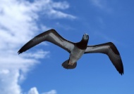 飞翔的海鸟旅游风光摄影图片