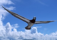 蓝天飞翔的海鸟旅游风光摄影图片