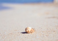 沙滩海螺旅游风光摄影图片