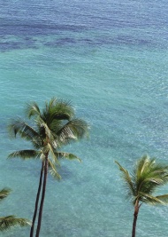 大海椰树旅游风光摄影图片