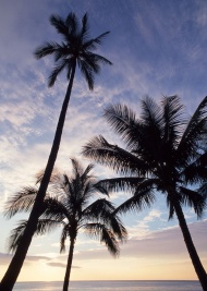 马尔代夫椰树旅游风光摄影图片