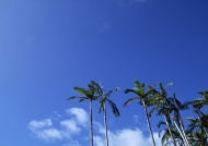 马尔代夫椰子树旅游风光摄影图片