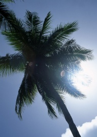 椰子树旅游风光摄影图片