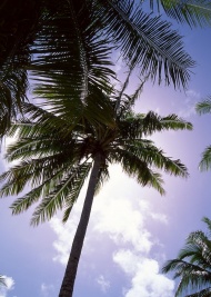 椰子树旅游风光摄影图片