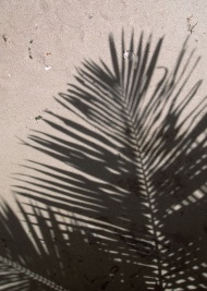 海滩植物旅游风光摄影图片